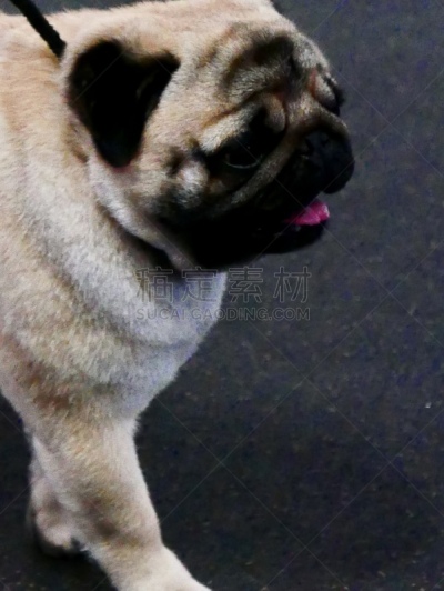 小的,狗,培训课,牧羊犬,受过训练的狗,鼠猎犬,哈巴狗,与众不同,驯狗员