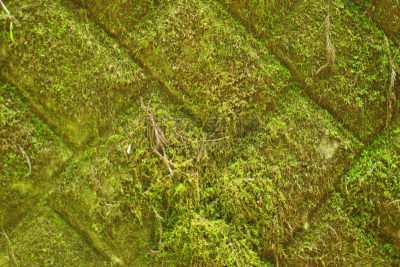 苔藓,相模原,挡土墙,神奈川县,生态多样性,水,美,公园,水平画幅,枝繁叶茂