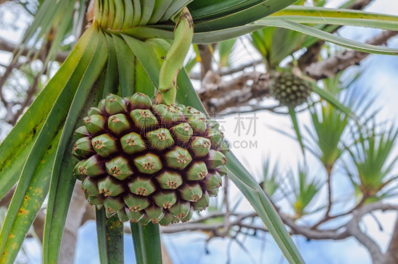 鹭管鱼,pandani,食品添加剂,毛里求斯,马达加斯加,塞舌尔,水平画幅,无人,维生素,热带雨林