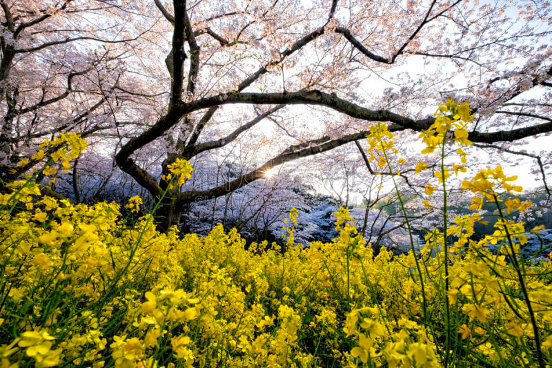 日本,樱花,静冈县,公园,视力,滨松,清新,家庭,野餐,樱桃