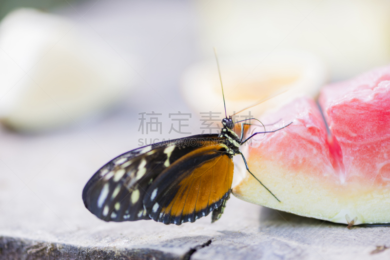 西番莲蝴蝶,自然,美,式样,水平画幅,小的,夏天,户外,生物学,动物斑纹