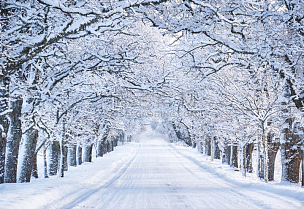 大风雪,巷,早晨,单车道,路,爱沙尼亚,地形,风景,雪,森林
