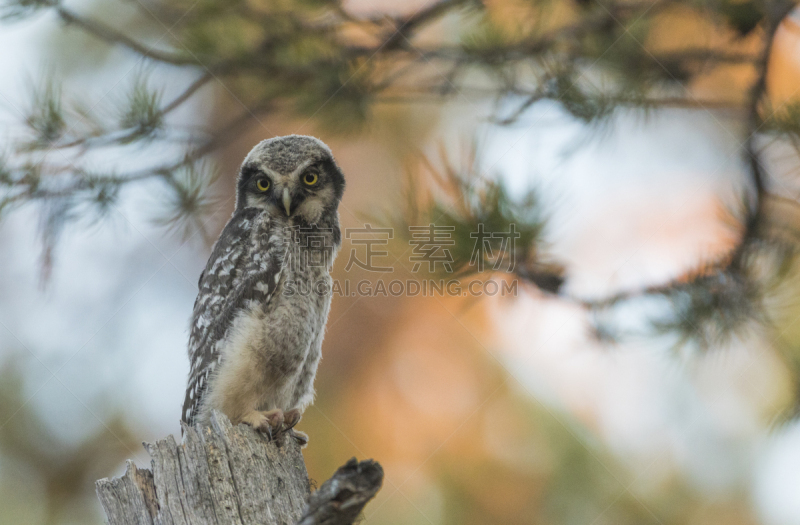 hawk owl,猫头鹰,老鹰,少年早期,北,自然,野生动物,食肉鸟,水平画幅,无人