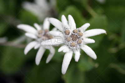 火绒草,自然,水平画幅,绿色,无人,夏天,户外,特写,仅一朵花,瑞士