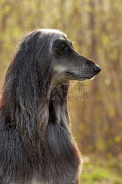狗,阿富汗猎犬,侧面像,头发直立,毛茸茸的毛皮,阿富汗,杂种狗,垂直画幅,美,褐色