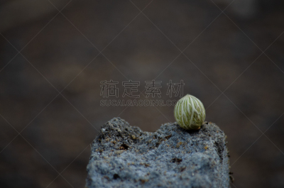 自然,纹理效果,清新,图像,叶子,无人,布韦岛,植物,背景,水平画幅