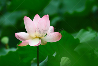 莲藕,绿色,特写,粉色,叶子,夏河,山楂,木槿属,风,水平画幅