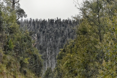 马利斯维尔,森林火灾,自然灾害,2009年,秃树,桉树,水平画幅,无人,环境损害,夏天