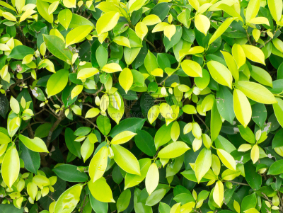无花果树,背景,柔焦,自然,水平画幅,无人,无花果,夏天,户外,植物