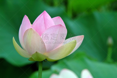 亚洲睡莲,平和,莫奈基金会,热带气候,浪漫,荷花,禅宗,池塘,自然美