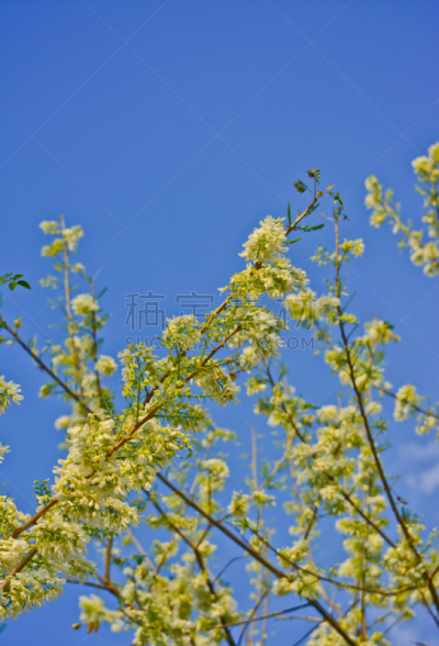 棍,仅一朵花,迅速,特写,营养阶段,自然,垂直画幅,枝繁叶茂,无人,蓝色