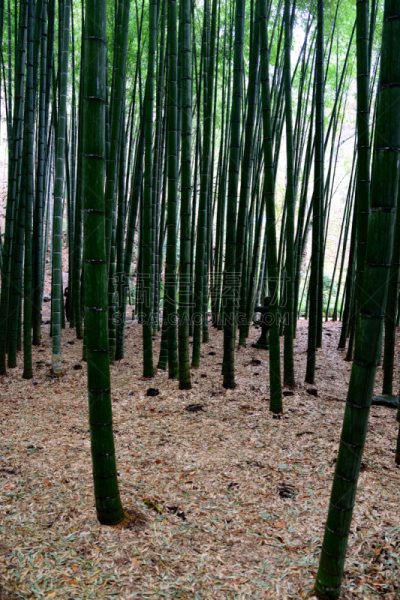 竹,菜园,单子叶植物,星和园,圆柱体,垂直画幅,绿色,无人,泥土,户外