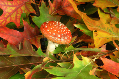 鹅膏菌,自然,公园,水平画幅,秋天,无人,色彩鲜艳,枫树,户外,毒蘑菇