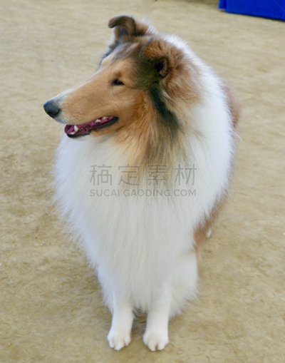 狗,多样,垂直画幅,宠物收养,标准贵宾犬,动物保护,德国牧羊犬,比熊犬,伯恩山犬,萨摩耶犬