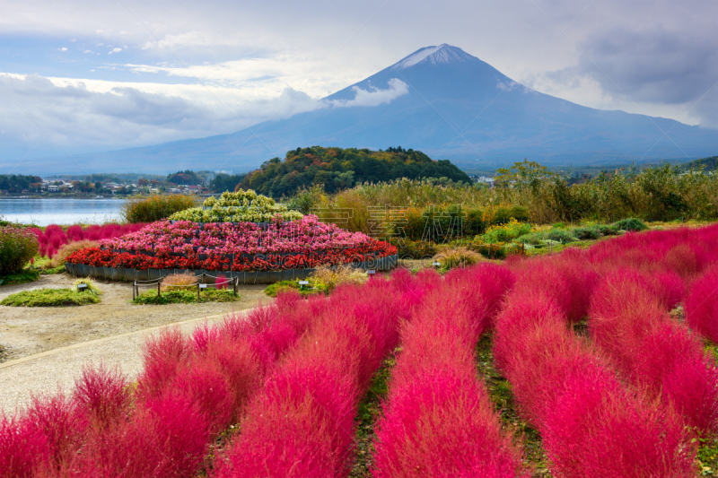 富士山,公园,地肤,豚草属,风滚草,河口湖,富士河口湖,山梨县,水平画幅,无人