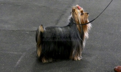 梗犬,遛狗师,纯种犬,受过训练的狗,狗,个人卫生用品,哈巴狗,波士顿猎犬,小的