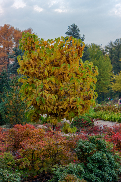 Catalpa bionniform in the autumn park