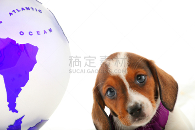 狗,腊肠犬,花斑,彩色图片,办公室,美,水平画幅,智慧,蝴蝶结,仅男人