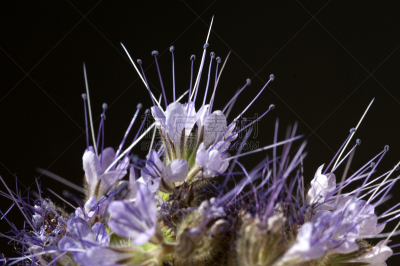 phacelia,pretty phacelia,水平画幅,无人,花序,健康保健,户外,背景分离,草药,草本