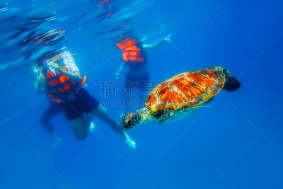 绿蠵龟,在下面,水平画幅,水肺潜水,无人,水下,安达曼海,野外动物,夏天,泰国