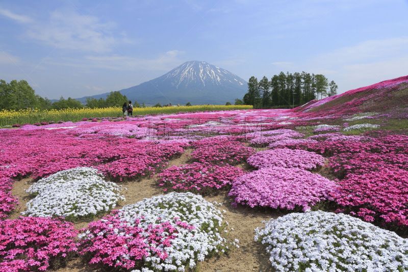 石楠,春天,水平画幅,无人,日本,二世谷,羊蹄山,户外,北海道,摄影