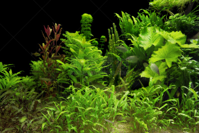 水生植物,留白,水平画幅,枝繁叶茂,沙子,无人,水下,明亮,黑色背景,植物
