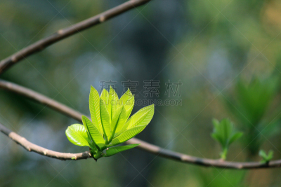 青年人,叶子,炮,雨,水,风,水平画幅,枝繁叶茂,湿,夏天