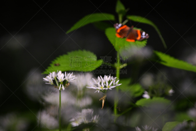 红纹蝶,美,褐色,水平画幅,蝴蝶,美人,动物身体部位,夏天,特写,明亮