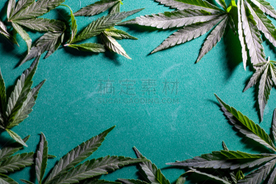 背景,药房,叶子,农业,健康保健,暗色,医药职业,菜园,杂交茶玫瑰