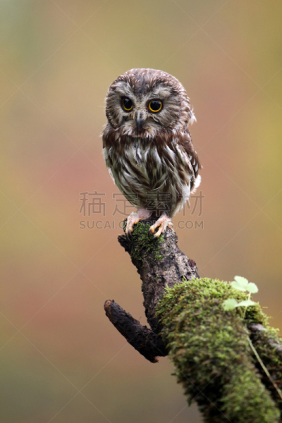 小猫头鹰,自然,垂直画幅,机敏,野生动物,食肉鸟,小的,猫头鹰,鸟类,苔藓
