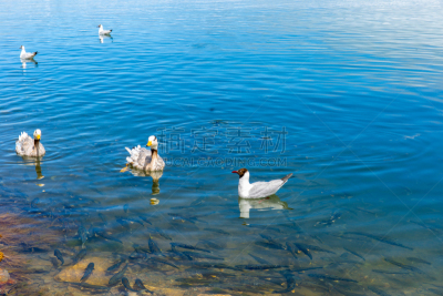 青海湖,野外动物,大群动物,西北,鸭子,平视角,进行中,淡水,云,水面