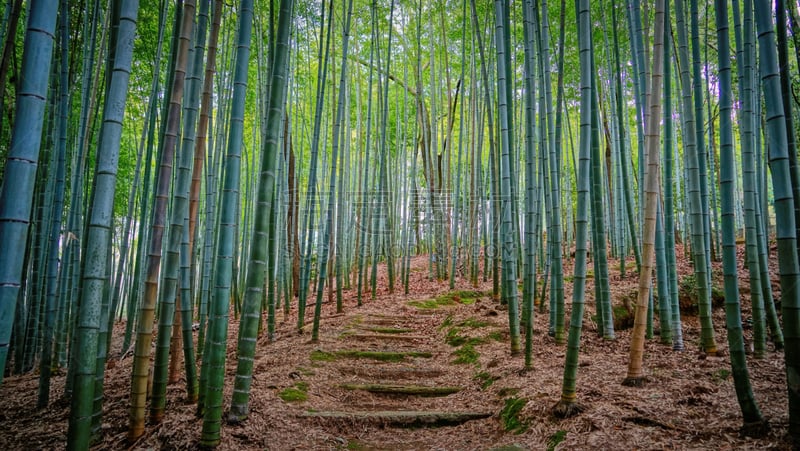 竹林,嵯峨野,岚山,京都市,狭窄的,京都府,美,公园,里山,水平画幅