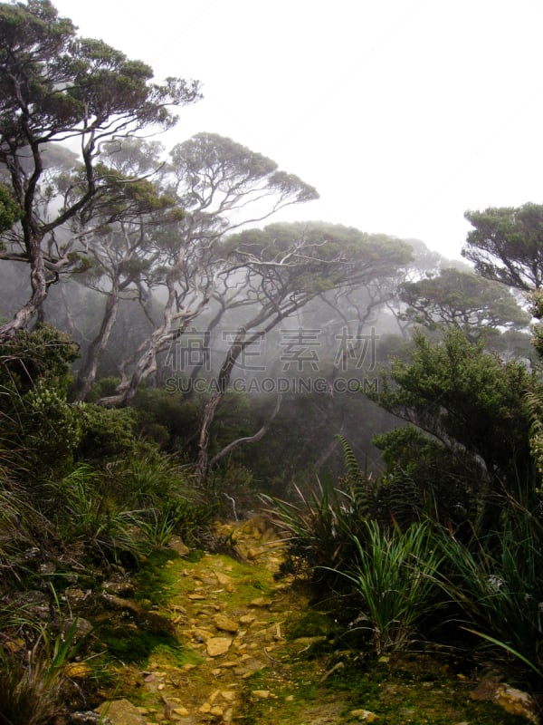 婆罗洲岛,京那峇鲁山,雾,森林,背景,垂直画幅,山,无人,哥打基纳巴卢,沙巴州