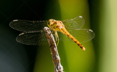 southern hawker dragonfly,蜻蜓,水平画幅,无人,大特写,昆虫,德国,摄影