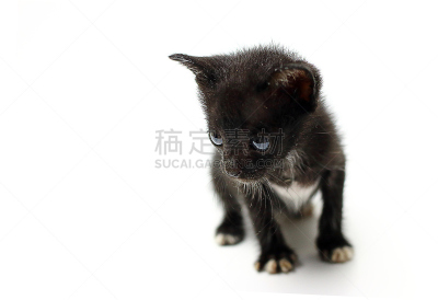 猫,小猫,黑色,水平画幅,无人,用爪子抓,哺乳纲,看,相机,拍摄场景