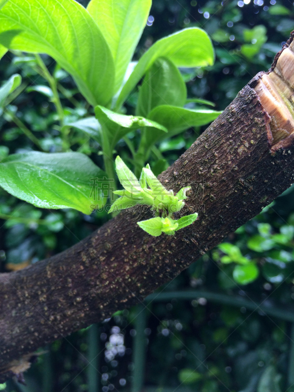 叶子,幼小动物,自然,垂直画幅,植物,绿色,无人,枝,摄影