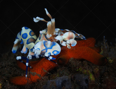 丑角虾,海星,水平画幅,无人,水下,海洋生命,虾,摄影