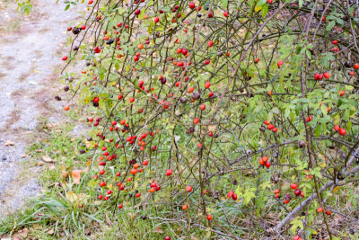 Hips bush with ripe berries. Berries of a dogrose on a bush. Fruits of wild roses. Thorny dogrose. Red rose hips.