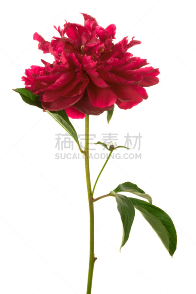 仅一朵花,红色,自然美,自然,垂直画幅,美,绿色,无人,白色背景,背景分离