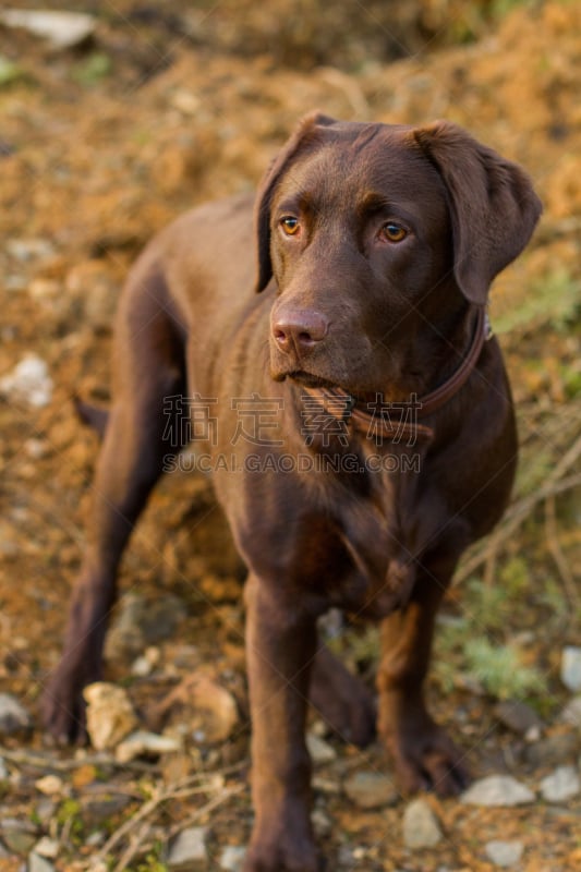 赭色拉布拉多猎犬,动物保护,宠物服装,衣领,垂直画幅,褐色,无人,户外,特写,前景聚焦