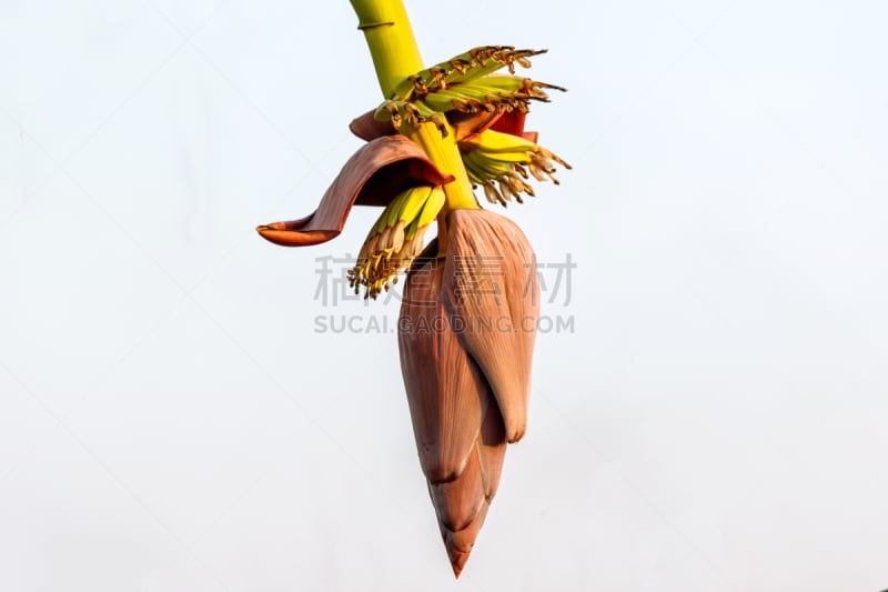 banana blossom on banana tree in garden