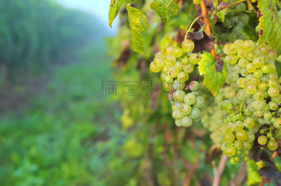 葡萄,夏敦埃葡萄,卡百内葡萄,葡萄酒,水平画幅,夏天,特写,农作物,白色,植物