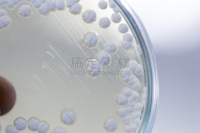 微生物学,实验室,细菌,皮氏培养皿,餐具,显微镜,生物科技,水平画幅,酵母,科学实验