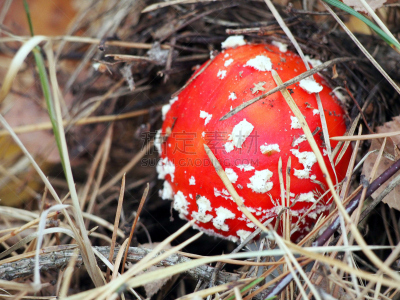 毒蘑菇,森林,一个物体,水平画幅,无人,苔藓,户外,生物学,草,特写