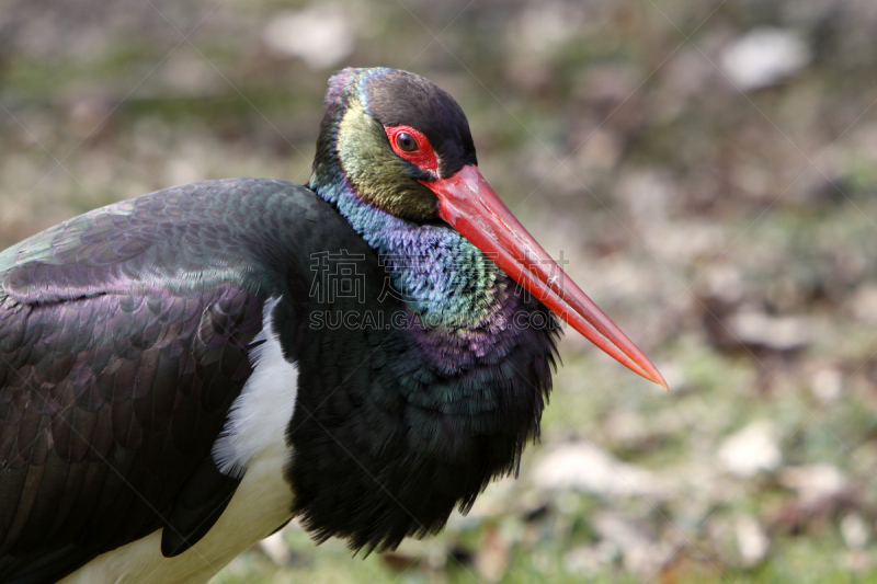 black stork,鹿肉,自然,水平画幅,鸟类,黑色,鹳,自然界,红色,喙