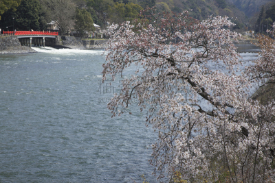 宇治河,樱桃,京都府,宇治,水平画幅,樱花,弗米利恩,无人,日本,樱桃树