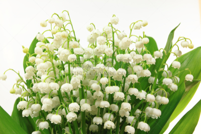 仅一朵花,百合花,自然,水平画幅,铃兰,无人,欧洲,花束,白色,植物