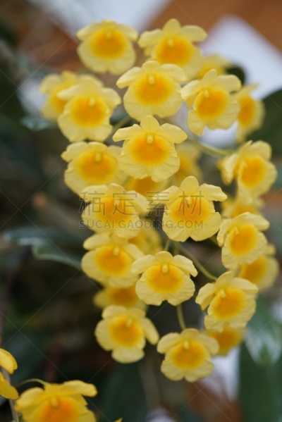 石斛,黄色,平和,纯净,热带气候,仅一朵花,自然美,柔和色,植物,雌蕊