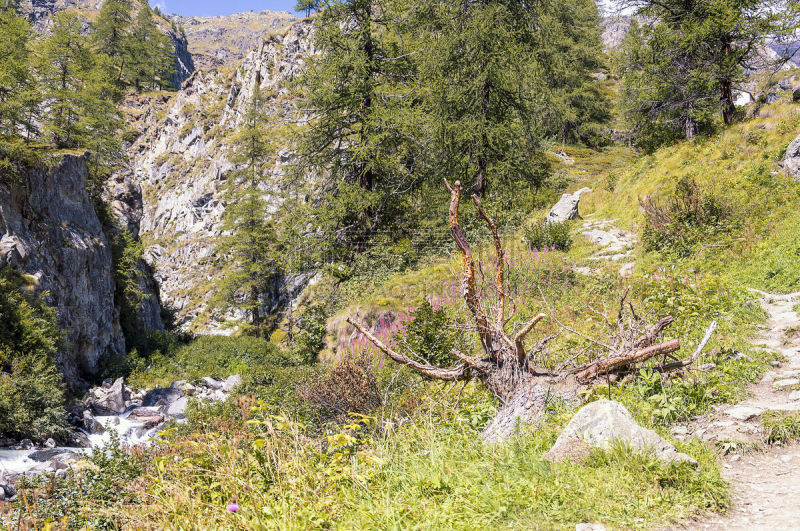 小路,森林,莫堤玫瑰山,徒步旅行,格雷索,山谷市,运动,瑞士阿尔卑斯山,奥斯塔山谷,松树