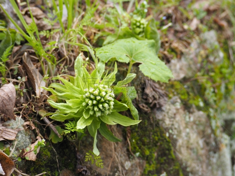 秧苗,野生植物,河岸,活力,农业,蔬菜,清新,菜园,三赛植物,食品